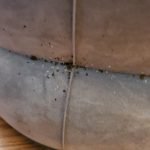 Pest Control WV service photo