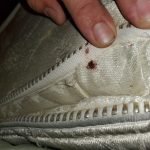 Pest Control WV service photo