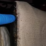 Pest Control WV service photo