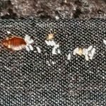 Pest Control WV service photo