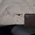 Pest Control WV service photo