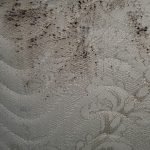 Pest Control WV service photo