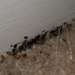 Pest Control WV service photo
