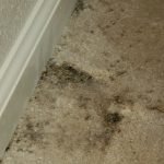 Pest Control WV service photo