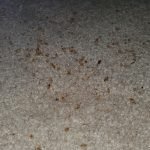 Pest Control WV service photo