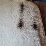 Pest Control WV service photo