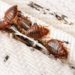 Bed bugs close-up