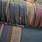 Bed bug close-up