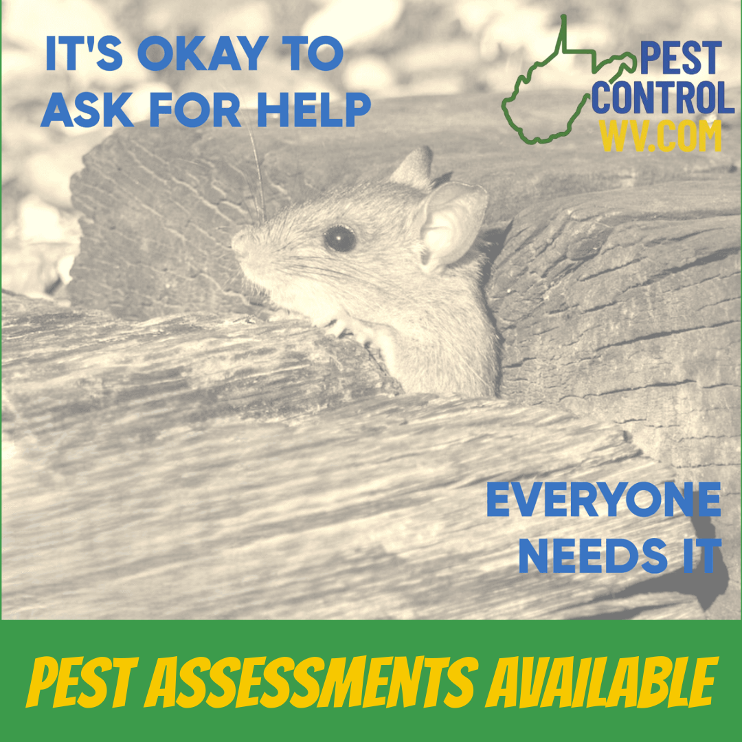 Mouse needs help graphic