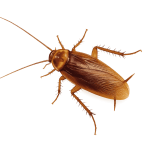 American cockroach