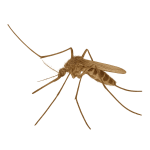Anopheles mosquito