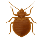 Bed bug
