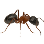 Carpenter ant