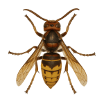 European hornet