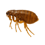 Flea pest