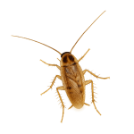 German cockroach