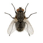 House fly