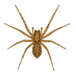 House spider