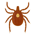 Lonestar tick