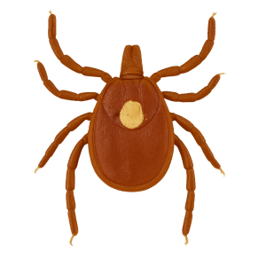 Lonestar tick