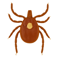 Lonestar tick
