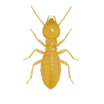 Termite
