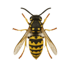 Yellowjacket