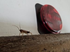 Pest Control WV service photo