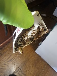 Pest Control WV service photo