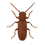Anobiid PowderPost Beetle Anobiid powderpost beetle