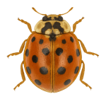Asian lady beetle