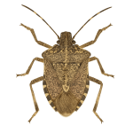 Brown marmorated stink bug