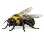 Carpenter bee