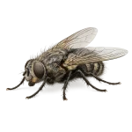 Cluster fly