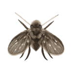 Drain fly