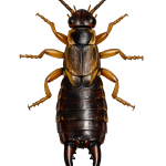 Earwig pest