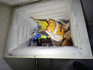 German cockroach near freezer