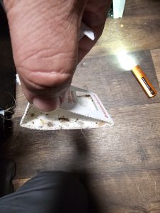 German cockroach on monitor