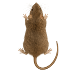 Norway rat