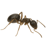 Odorous house ant