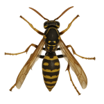 Paper wasp