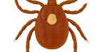 Lonestar tick